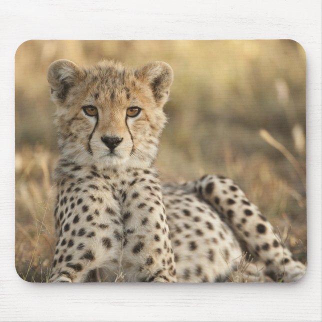 Mousepad Cheetah, Acinonyx jubatus (Frente)
