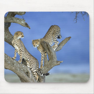 Mousepad Cheetahs