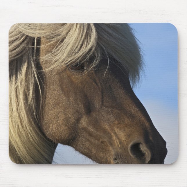 Mousepad Chefe do cavalo islandês, Islândia (Frente)