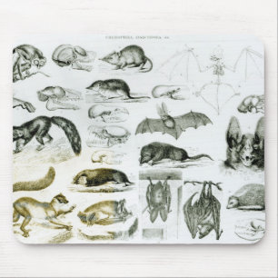 Mousepad Cheiroptera, Insectivora