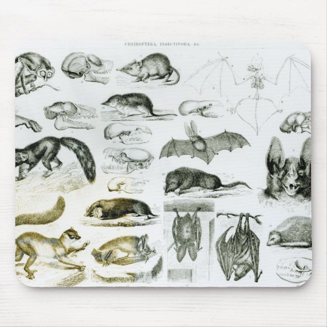 Mousepad Cheiroptera, Insectivora (Frente)