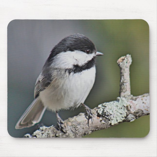 Mousepad Chickadee (Frente)