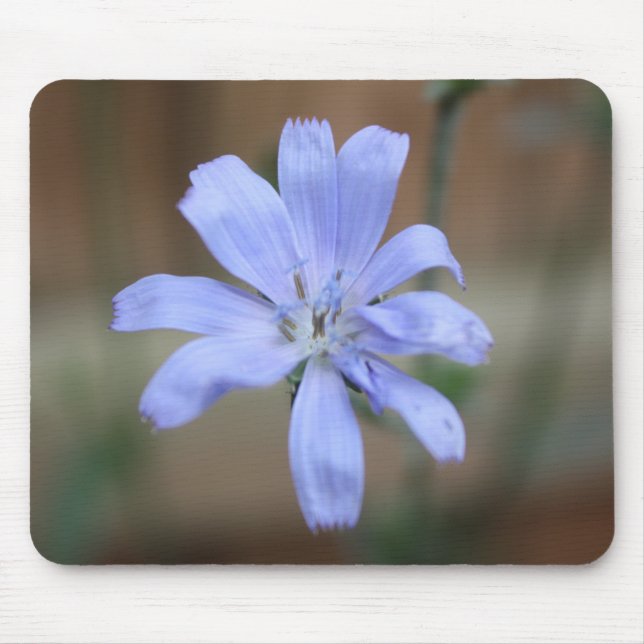 Mousepad Chicória (Cichorium intybus) (Frente)