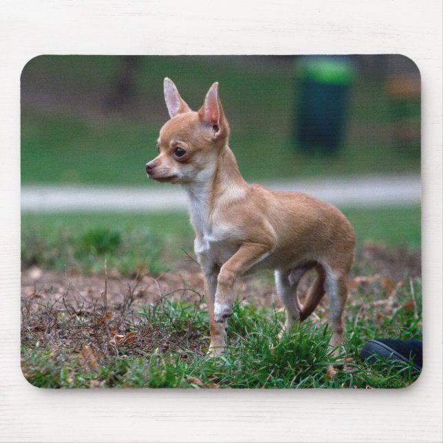 Mousepad Chihuahua (Frente)