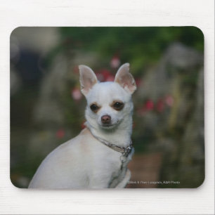 Mousepad Chihuahua branca