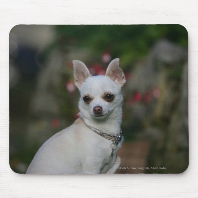 Mousepad Chihuahua branca (Frente)