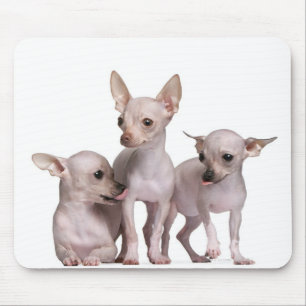 Mousepad Chihuahua calva (5 e 7 meses velho)