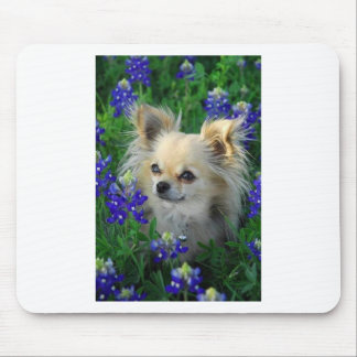 Mousepad Chihuahua longa do casaco em capotas azuis