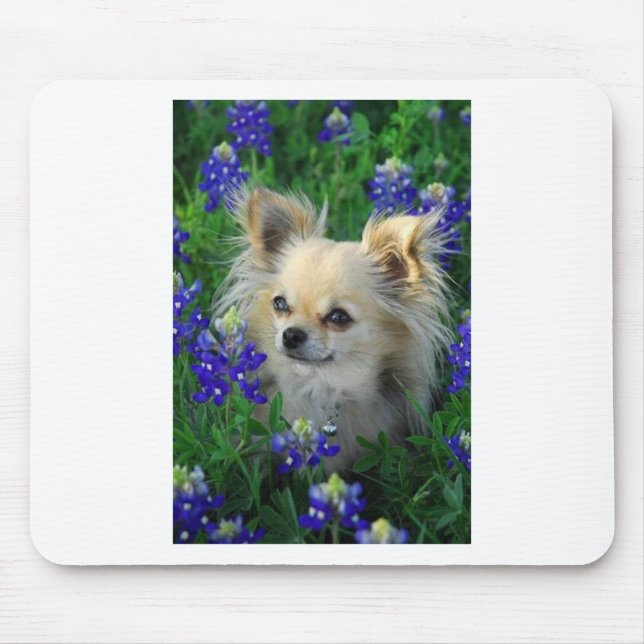 Mousepad Chihuahua longa do casaco em capotas azuis (Frente)