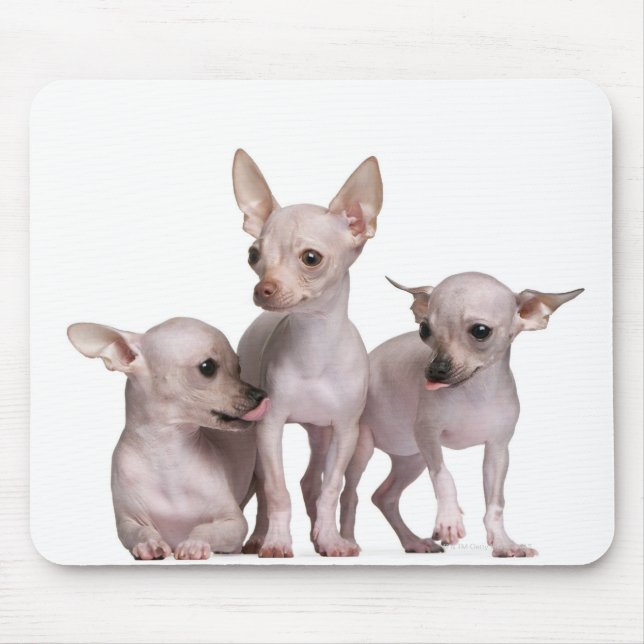 Mousepad Chihuahua sem cabelo (5 e 7 meses de idade) (Frente)