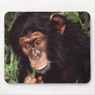 Mousepad Chimpansee