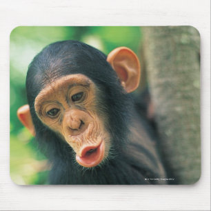 Mousepad Chimpanzé novo (troglodytes da bandeja)