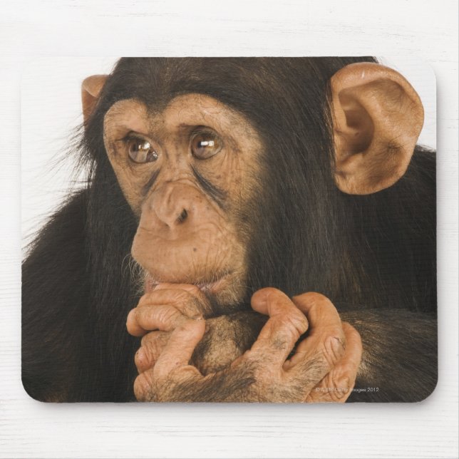 Mousepad Chimpanzé (Pan troglodytes). Jovem playfull 2 (Frente)