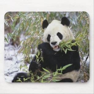 Mousepad China, Província de Sichuan. Panda-gigante se alim