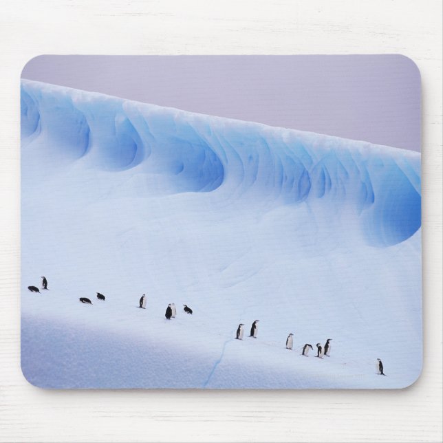 Mousepad Chinstrap Penguin, Ilhas Orkney do Sul (Frente)