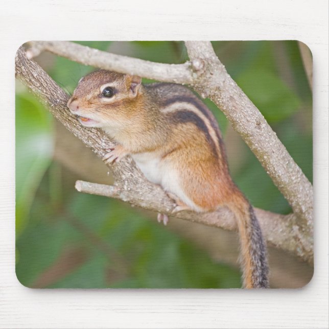 Mousepad Chipmonk (Frente)