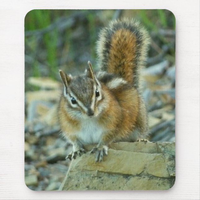 Mousepad Chipmunk no Parque Nacional Glacier (Frente)