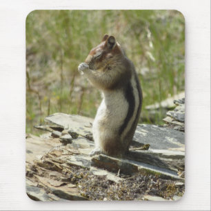 Mousepad Chipmunk no Parque Nacional Glacier II