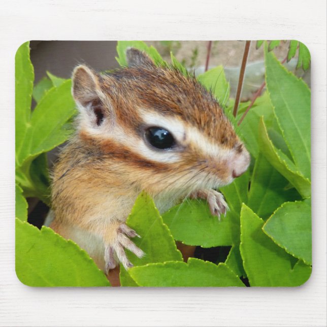 Mousepad Chipmunk photo　(20-1) (Frente)