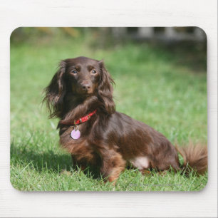 Mousepad Chocolate e Dachshund diminuto de cabelos