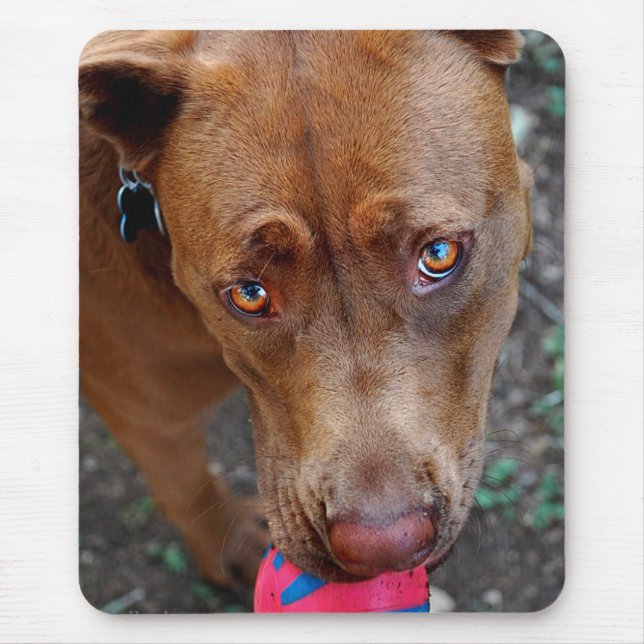 Mousepad Chocolate Lab Mistura Cachorro com Bola 2 (Frente)