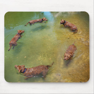 Mousepad Chocolate Lab Mistura Cão Nadando em Círculos