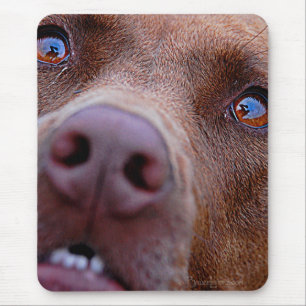 Mousepad Chocolate Lab Mistura Cão Nose