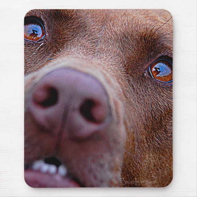 Mousepad Chocolate Lab Mistura Cão Nose (Frente)