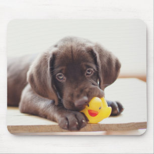 Mousepad Chocolate Labrador Puppy Com Pato De Brinquedo