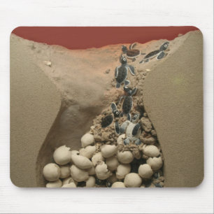 Mousepad Choque dos ovos da tartaruga do bebê