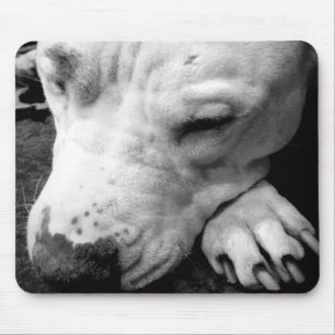 Mousepad cicatriz do harry potter cachorro pit bull branco
