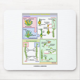 Mousepad Ciclo de vida de um musgo típico (Bryophyte)