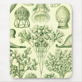 Mousepad Ciliata de Ernst Haeckel