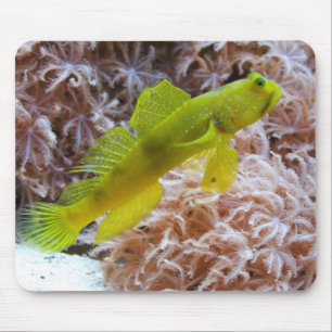 Mousepad Cinctus Cryptocentrus