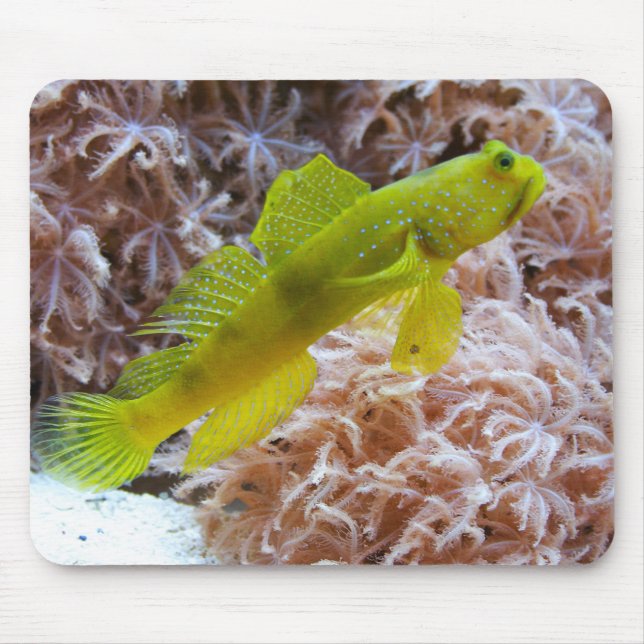 Mousepad Cinctus Cryptocentrus (Frente)