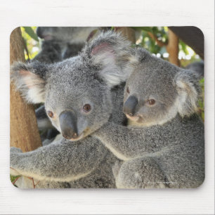 Mousepad Cinereus Queensland do Phascolarctos do Koala.