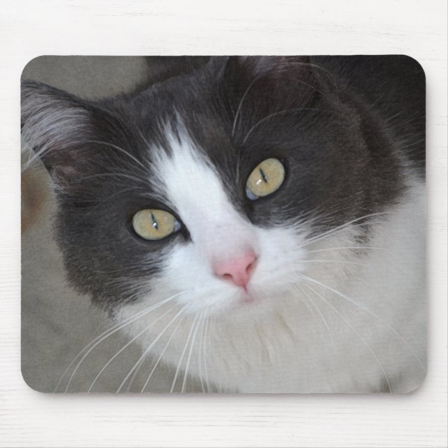 Mousepad cinza bonito e gato branco (Frente)