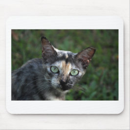 Mousepad Cinza de Gato Branco Castanho com Olhos Verdes