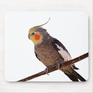 Mousepad Cinza e fotografia amarela do pássaro de coca