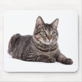 Mousepad Cinza Tabby Cat