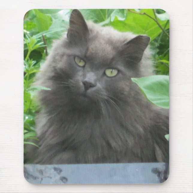 Mousepad Cinzas de longo curso Blue Cat russo (Frente)