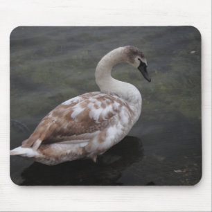 Mousepad Cisne do bebê
