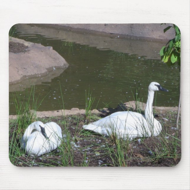 Mousepad Cisnes (Frente)