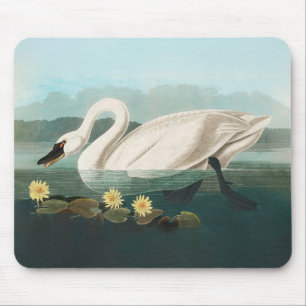 Mousepad cisnes brancas de pássaro de audubon do cisne