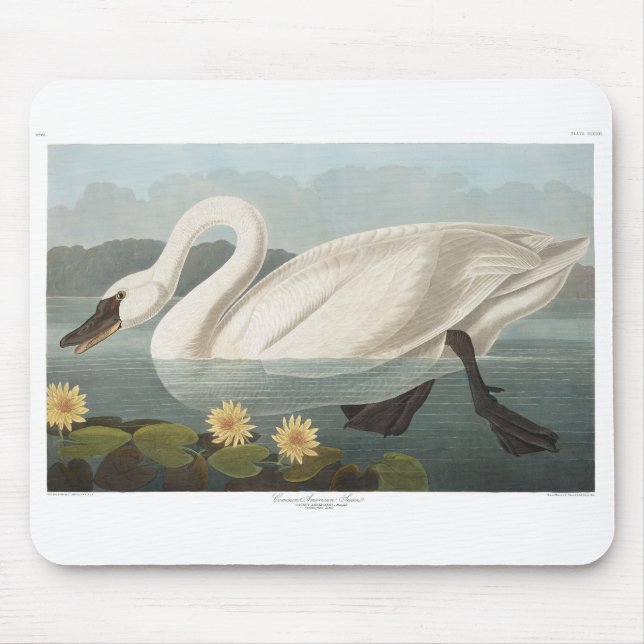 Mousepad cisnes brancas de pássaro de audubon do cisne (Frente)