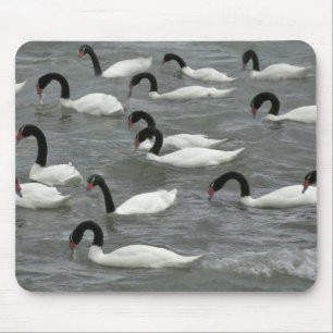 Mousepad Cisnes de pescoço preto (Cygnus melancoryphus)