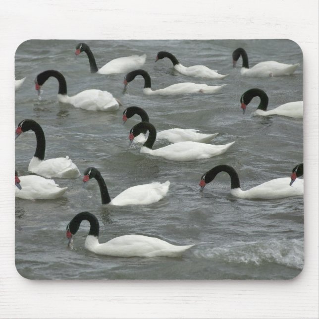 Mousepad Cisnes de pescoço preto (Cygnus melancoryphus) (Frente)