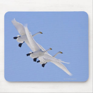 Mousepad Cisnes de Whooper que voam no céu