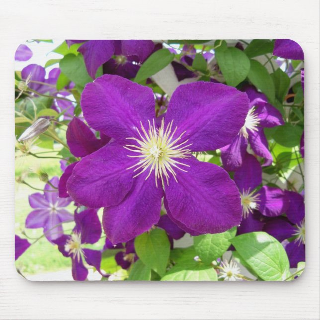 Mousepad Clematis roxo (Frente)