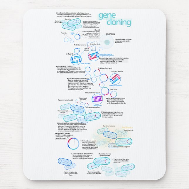 Mousepad Clonagem molecular usando as bactérias e os (Frente)